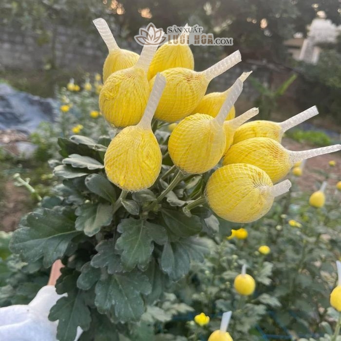 Bó hoa đã được bọc lưới L36 đảm bảo độ tươi mới