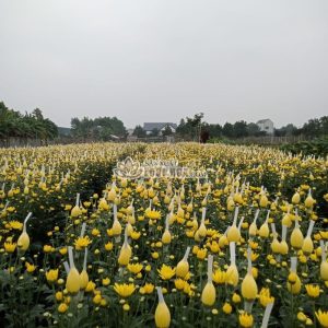 Túi lưới nhựa bọc hoa L36 với các mắt lưới đều đẹp