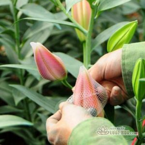 Khám phá đặc điểm và công dụng của túi lưới nhựa bọc hoa L36